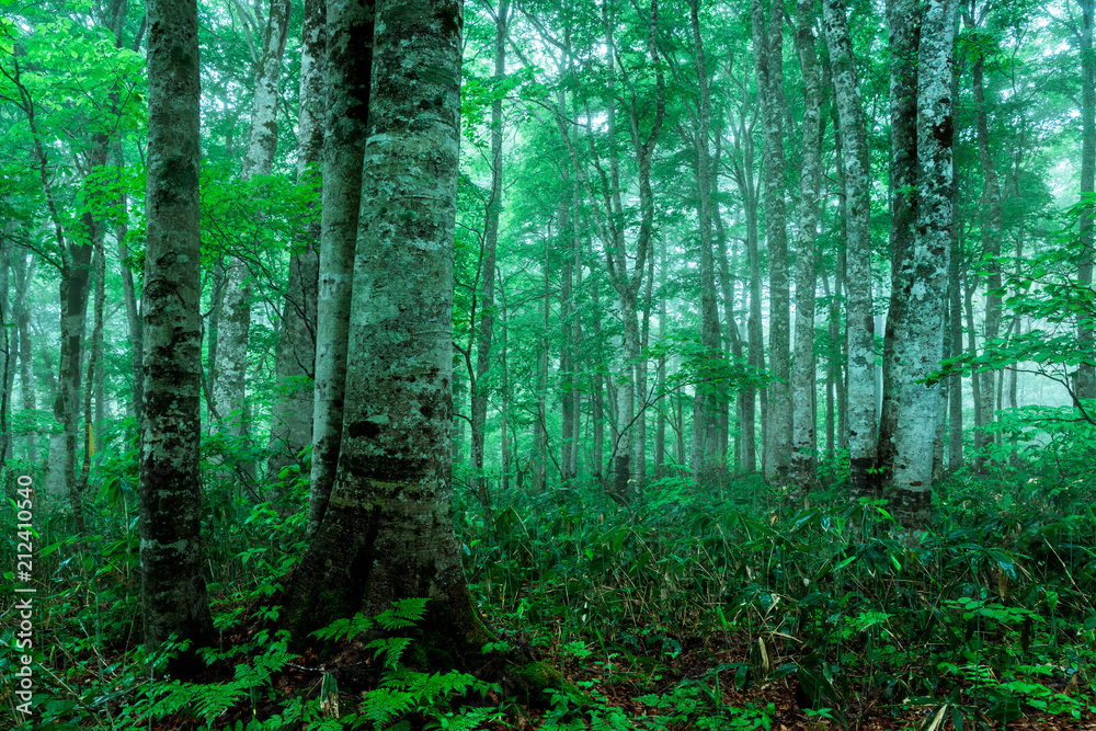 Obraz premium 霧かかる森