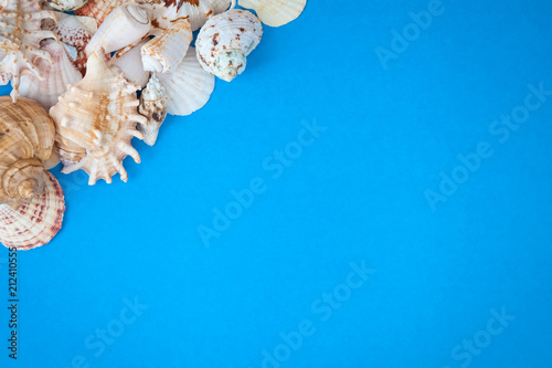 Summer time concept with sea shells on a blue background