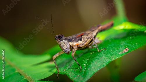 Grasshopper On Leaf © Aris Suwanmalee