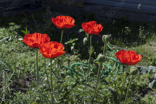 Fototapeta Naklejka Na Ścianę i Meble -  bright red poppy flowers