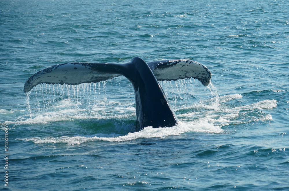 Fototapeta premium tail of humpback whale in the ocean during whale watch trip