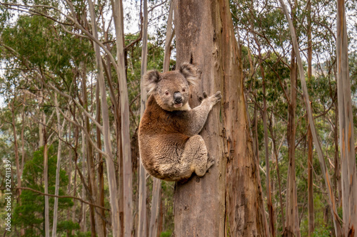 Photography Koala