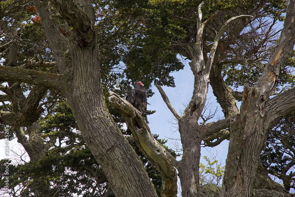 Vulture at Estancia Harberton in Tierra del Fuego, Patagonia, Argentina