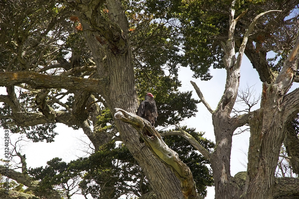 Vulture at Estancia Harberton in Tierra del Fuego, Patagonia, Argentina