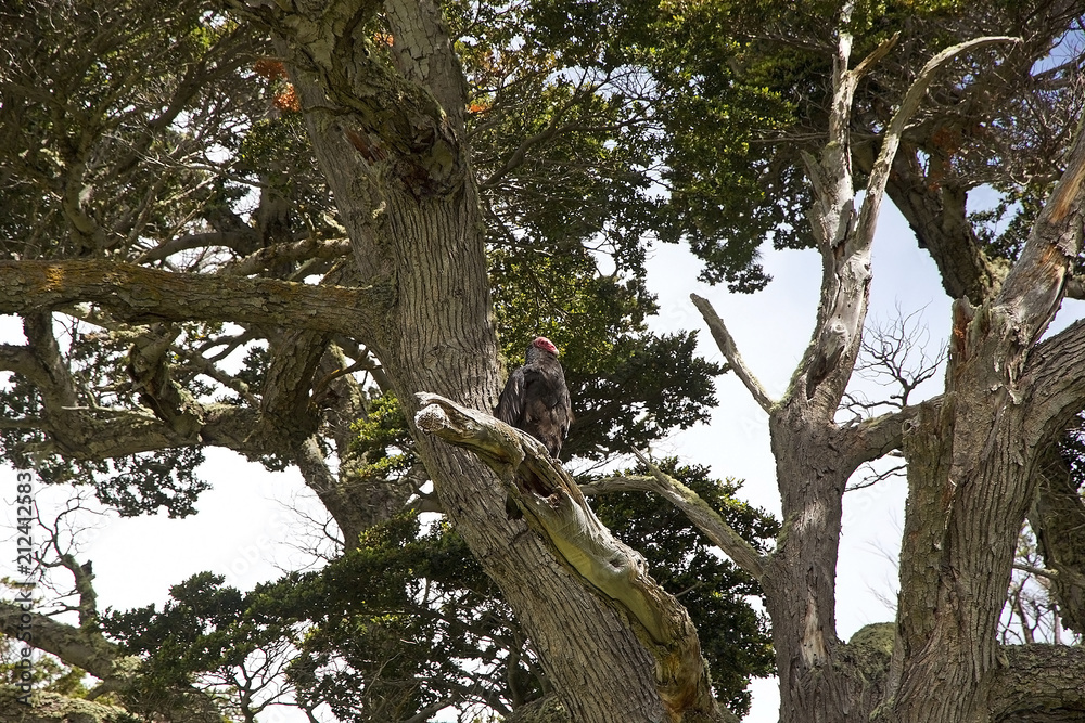 Vulture at Estancia Harberton in Tierra del Fuego, Patagonia, Argentina Vulture at Estancia Harberton in Tierra del Fuego, Patagonia, Argentina