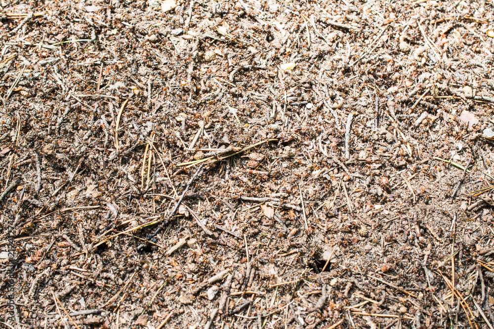 Texture of a forest anthill. Texture of a forest anthill.