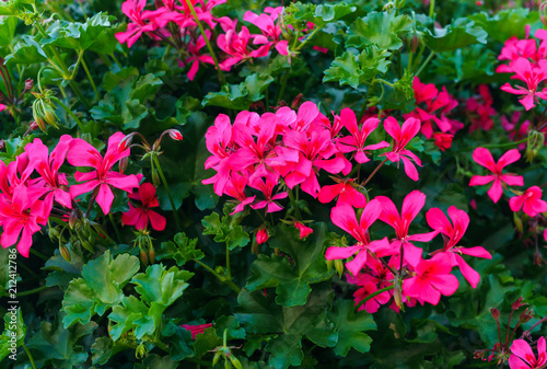 Fototapeta Naklejka Na Ścianę i Meble -  A beautiful multi-colored pelargonium on a flower bed