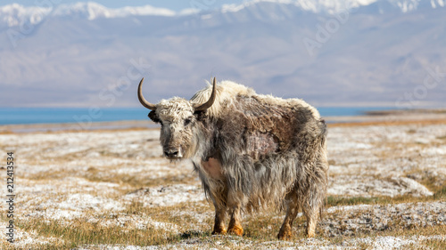 Obraz na płótnie Nice view of Yak in Tajikistan