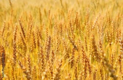 Golden wheat ears on field