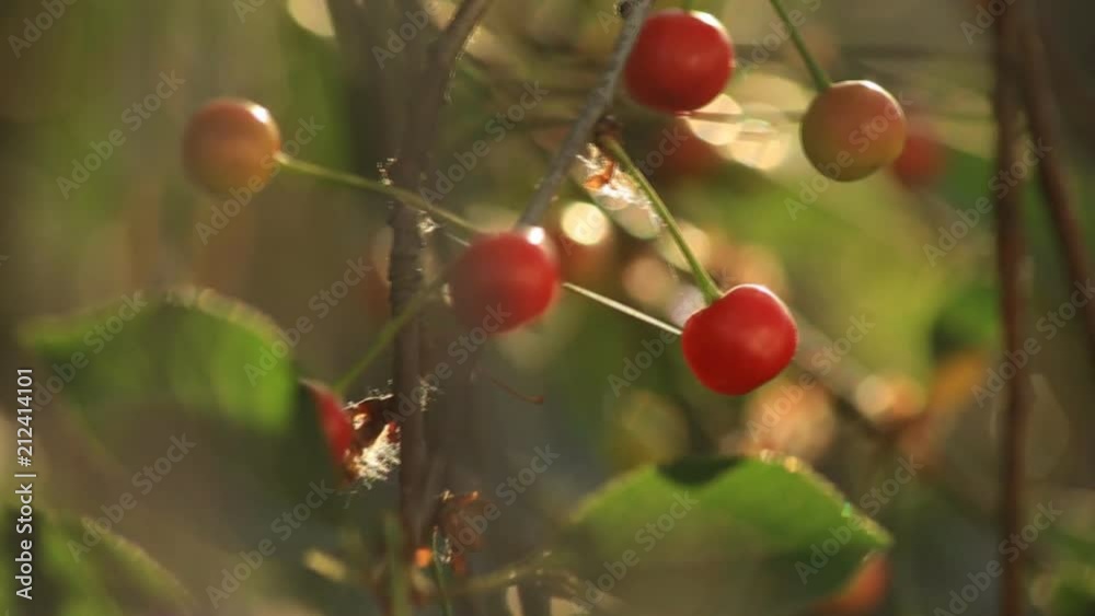 Ripe red organic sweet cherry in the garden in the summer. Agricultural background Ripe red organic sweet cherry in the garden in the summer. Agricultural background
