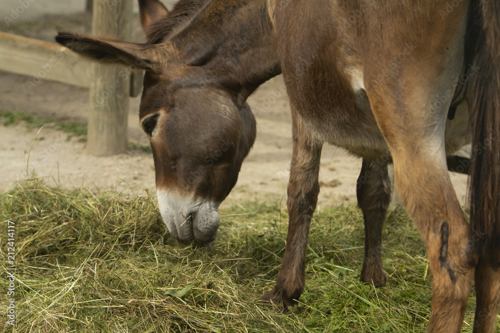 donkey (Equus asinus f. domestica) in the cattle fence donkey (Equus asinus f. domestica) in the cattle fence
