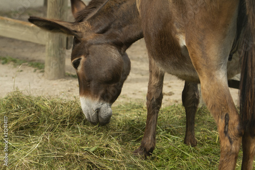 donkey (Equus asinus f. domestica) in the cattle fence