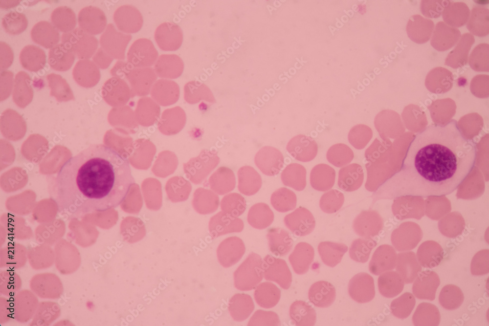 Red blood cells background. Red blood cells background.
