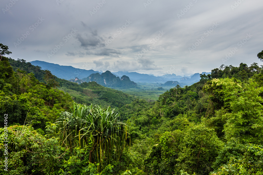 Panoramic View on Tropical Forest