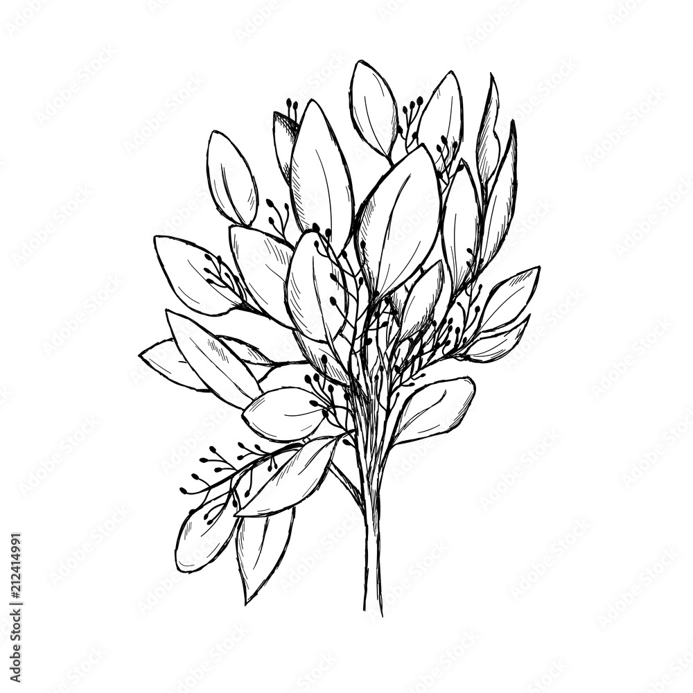 Sketch of a eucalyptus branch isolated on a white background. Hand-drawn Sketch of a eucalyptus branch isolated on a white background. Hand-drawn