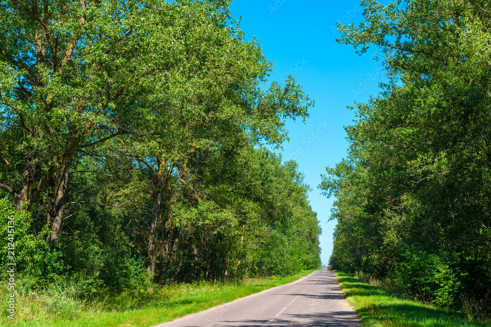Fototapeta premium rural asphalt road among trees on a sunny day