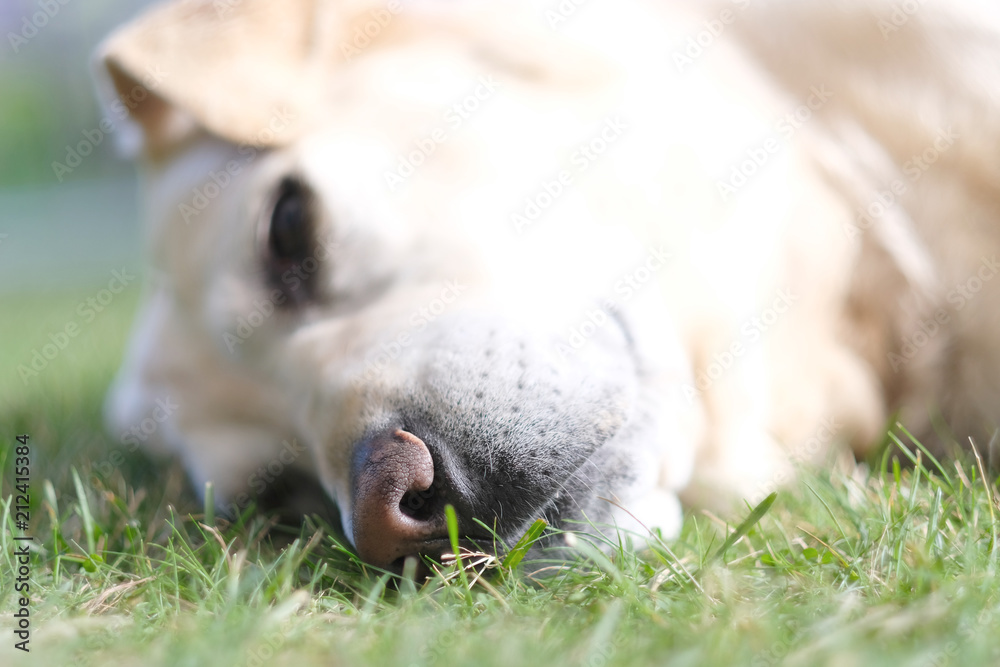 Black wet nose of a large breed dog lying on a green grass Black wet nose of a large breed dog lying on a green grass