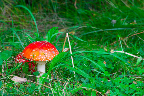 poisonous mushroom amanita with red cap in green grass in the woods close-up