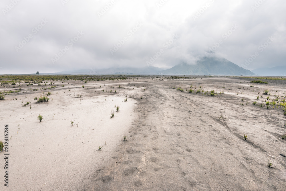 grass on barren sand under cloudy sky after rain grass on barren sand under cloudy sky after rain