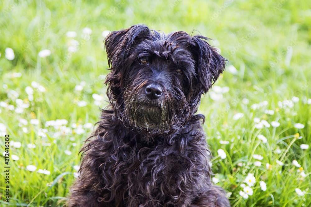 portrait of dog in the field of daisies