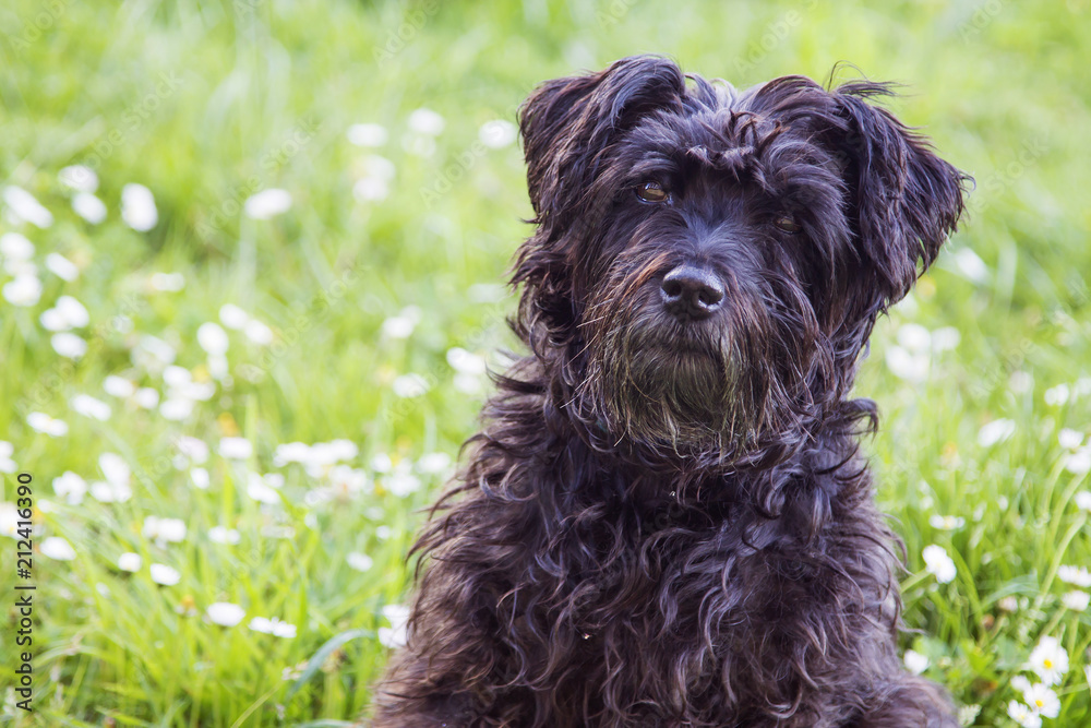 portrait of dog in the field of daisies