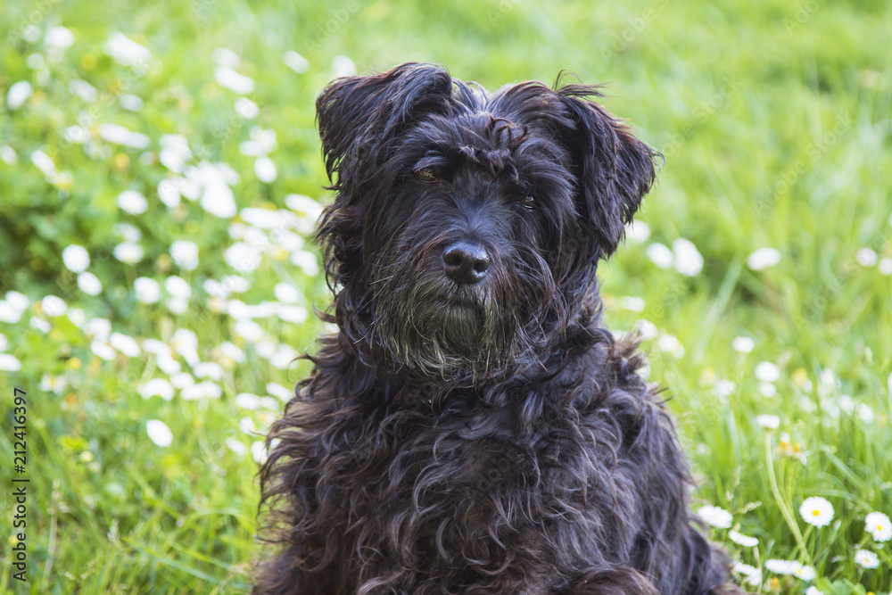 portrait of dog in the field of daisies