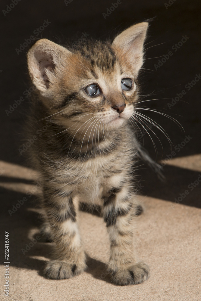 Potrait of a cute kitten with strange eyes