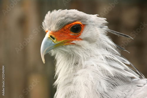 African secretary bird from close-up. Portrait.  © Hana