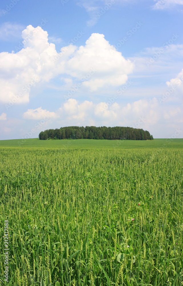 Spikes of wheat in the field