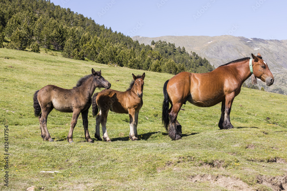 Three horses are standing on the meadow in the Pyrenees of Andorra