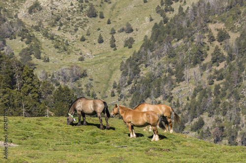 Horses graze in a pasture in the Pyrenees in Andorra