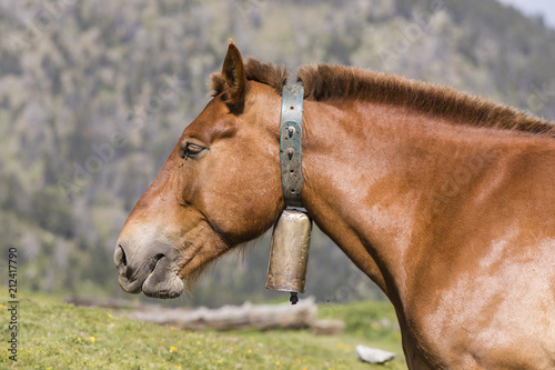 Close-up of a horse wearing a bell around his neck in the Pyrenees of Andorra
