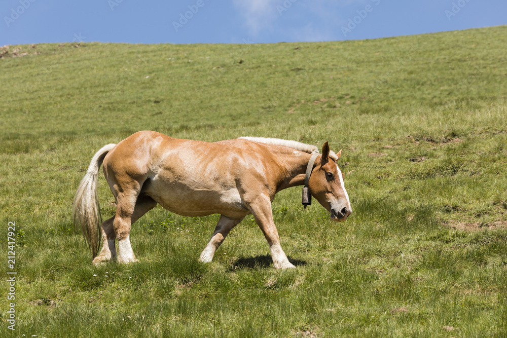A horse with a bell around its neck runs across a meadow in the Pyrenees of Andorra