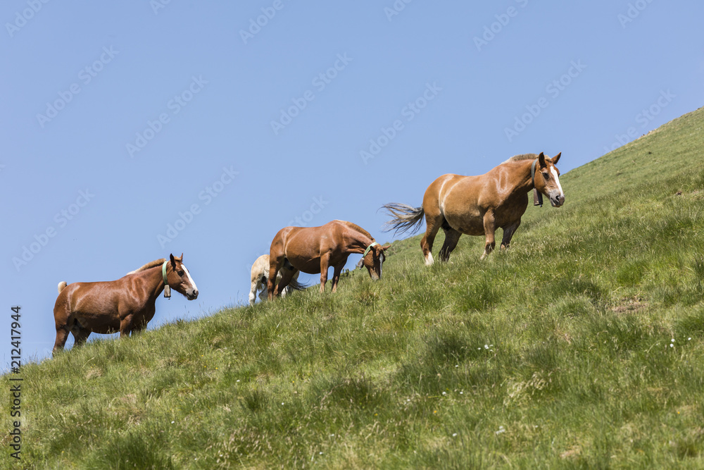 Horses graze in a pasture in the Pyrenees in Andorra