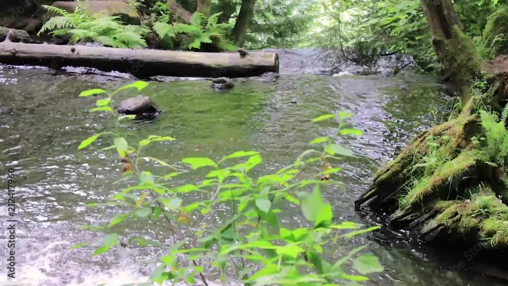 from log to waterfall in forest