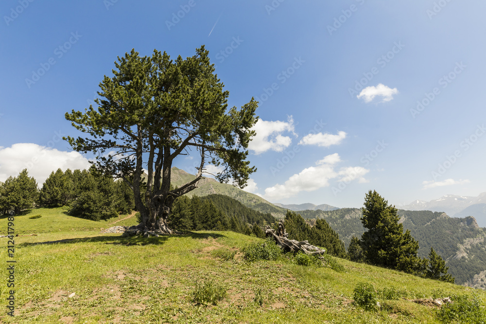 Obraz premium Landscape with pine on the Coll de la botella in the area Pal Arisal in Andorra