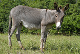Hausesel (Equus asinus asinus) beweidet eine Naturschuttzfläche - Donkey