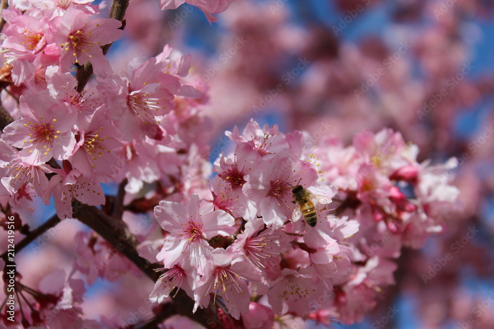 Obraz premium Cherry Blossom