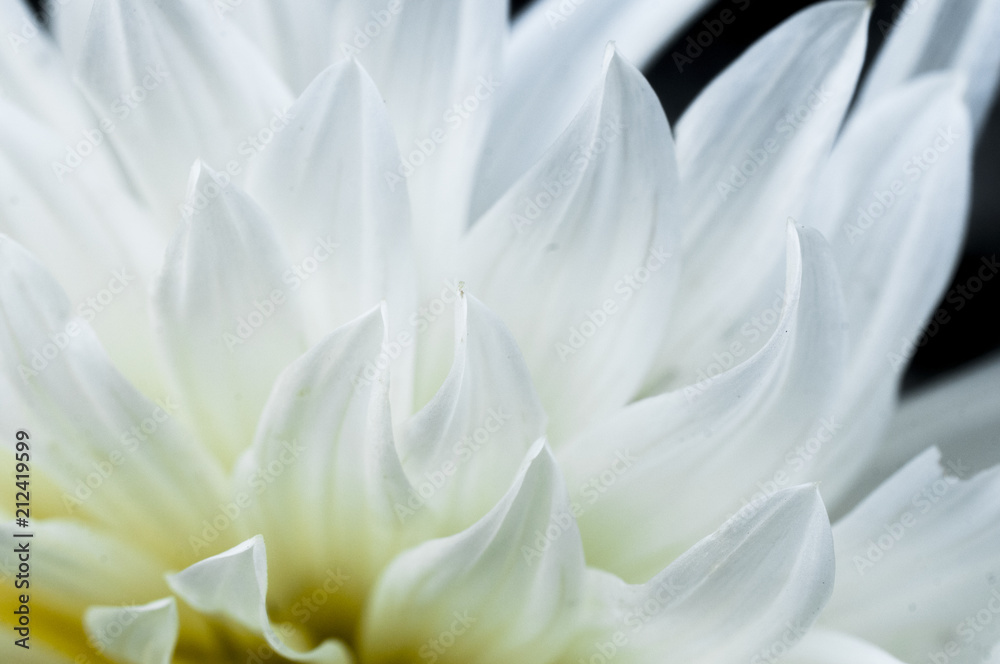 White flower abstract background White flower abstract background