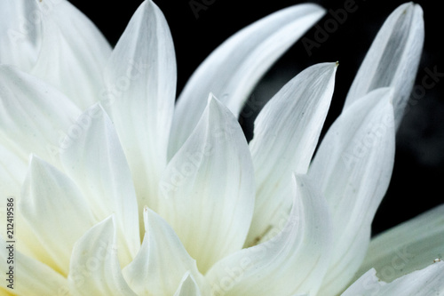 White flower abstract background © cristianstorto