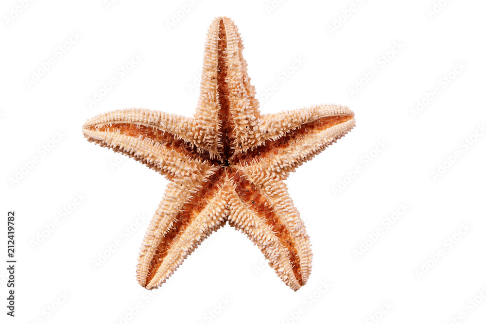 Small star fish seastar isolated on white background Small star fish seastar isolated on white background