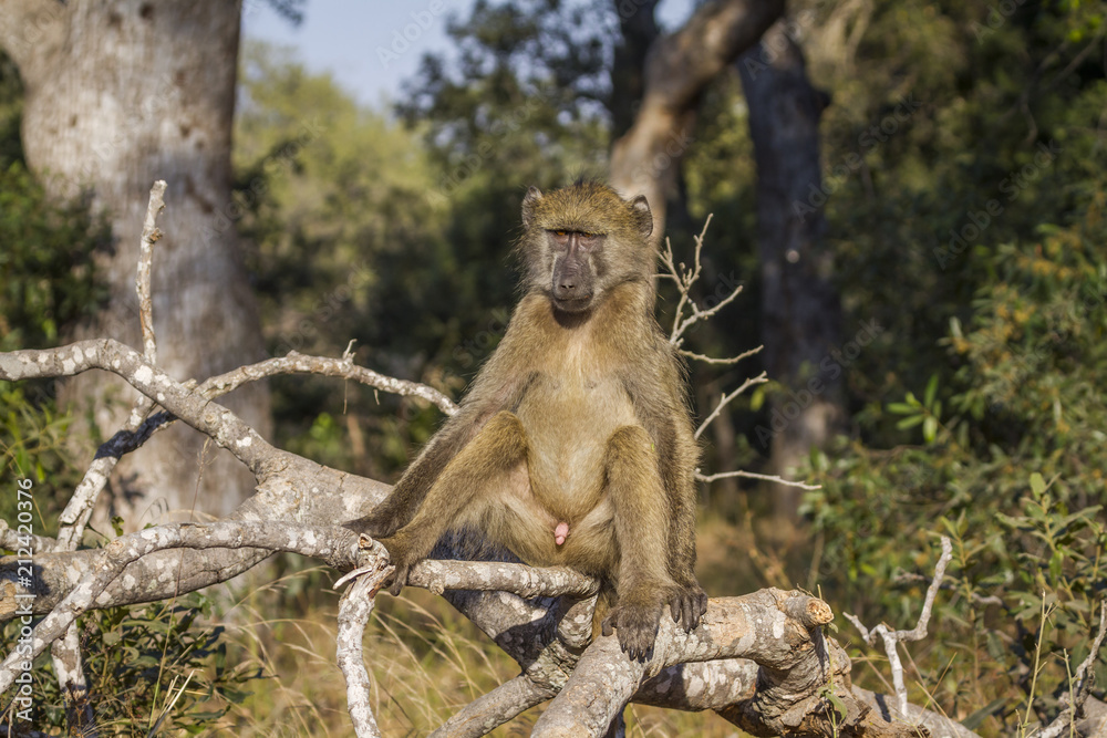 Chacma baboon in Kruger National park, South Africa Chacma baboon in Kruger National park, South Africa