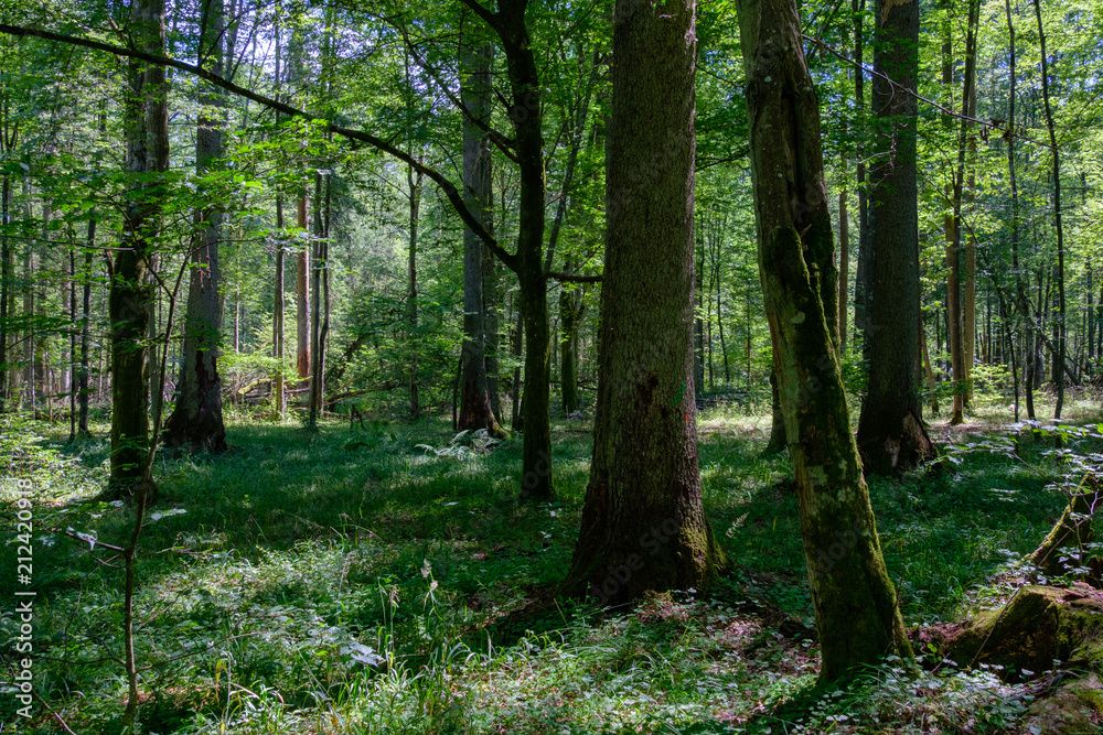 Obraz premium Summertime deciduous primeval forest with old spruce tree