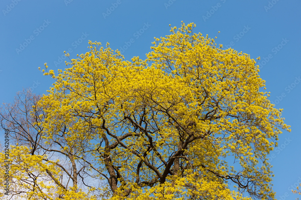 blooming maple in spring blooming maple in spring