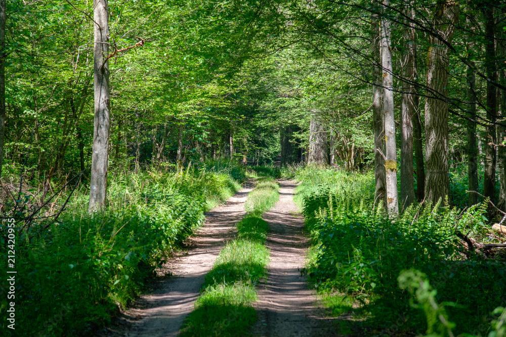 Obraz premium Dirt road crossing summertime forest