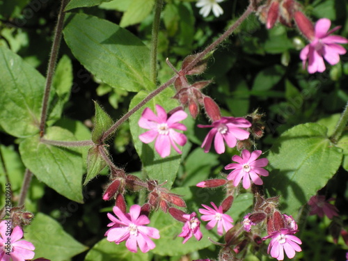 Fleurs