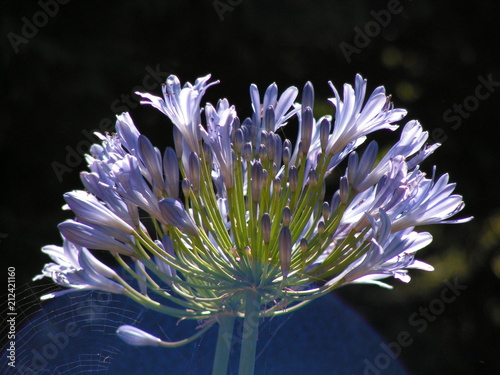 Fleurs