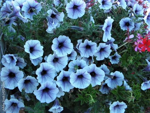 Fleurs