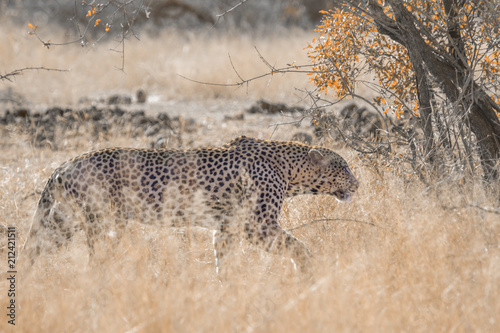Leopard in Kruger National park, South Africa