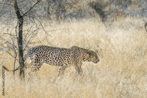 Leopard in Kruger National park, South Africa © PACO COMO